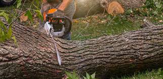 Best Fruit Tree Pruning  in Galt, CA