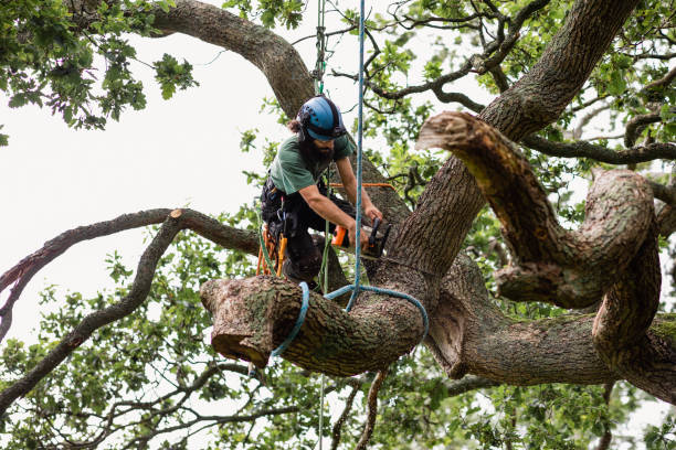 Best Tree Mulching  in Galt, CA