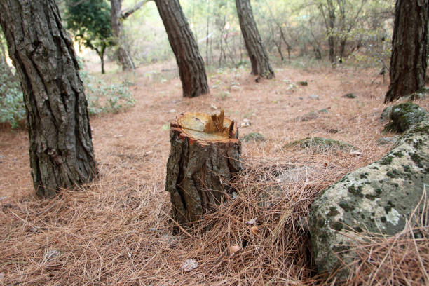 Best Tree and Shrub Care  in Galt, CA