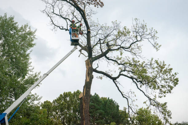 Best Tree Maintenance Programs  in Galt, CA