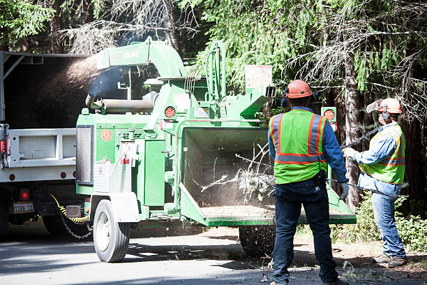 Best Tree Mulching  in Galt, CA