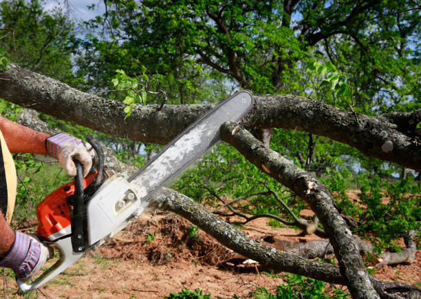 Best Tree Preservation Services  in Galt, CA