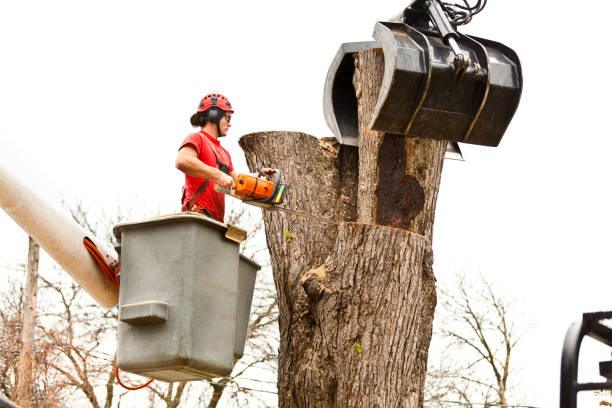 Galt, CA Tree Care Company